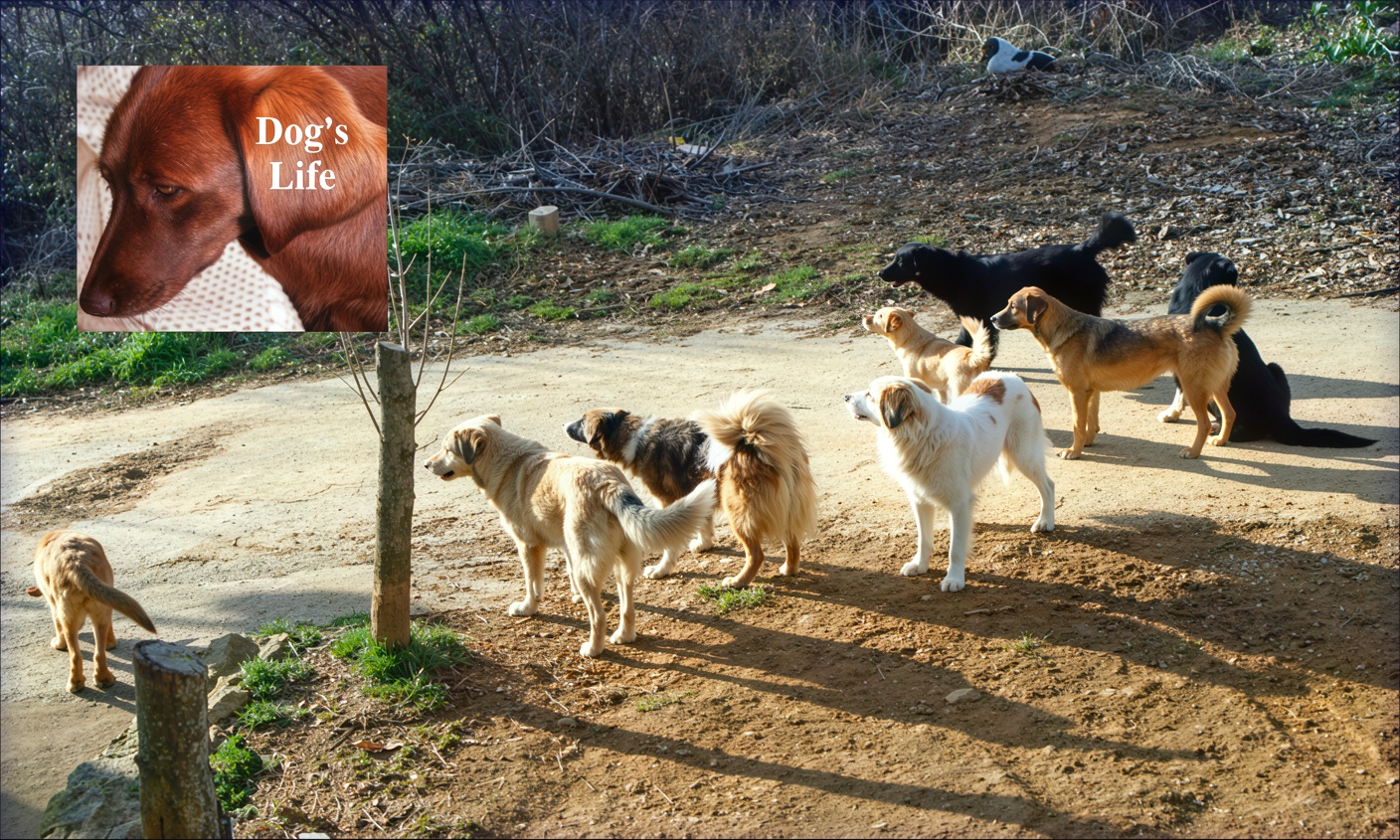 Dogs